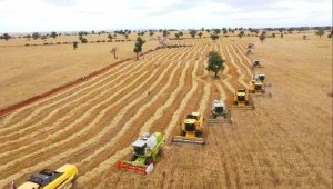 Read more about the article የኢትዮጵያ የስንዴ ምርታማነት ሌሎች ሀገራትም ተሞክሮ ሊወስዱበት የሚገባ ነው