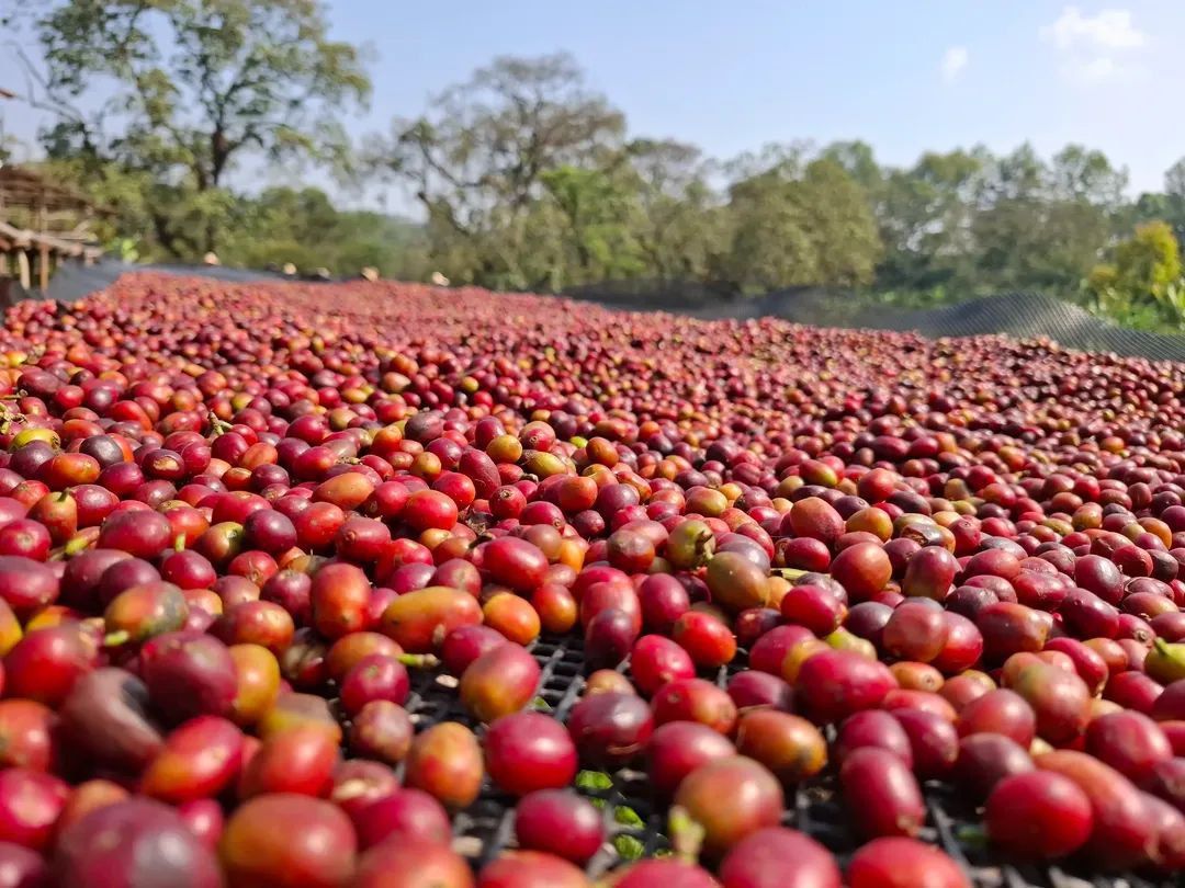 You are currently viewing የኢትዮጵያ የተፈጥሮ መስህቦችን ለዓለም ቱሪዝም ገበያ ማስተዋወቅ ወሳኝ ነው