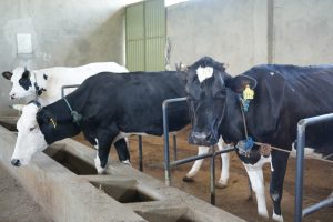 Read more about the article በአዲስ አበባ እየተከናወነ ያለው የኮሪደር ልማትና የአረንጓዴ አሻራ መርሐ ግብር ለውበት ብቻ ሳይሆን ለከተማ ግብርናም አዲስ ተስፋ ሆኗል