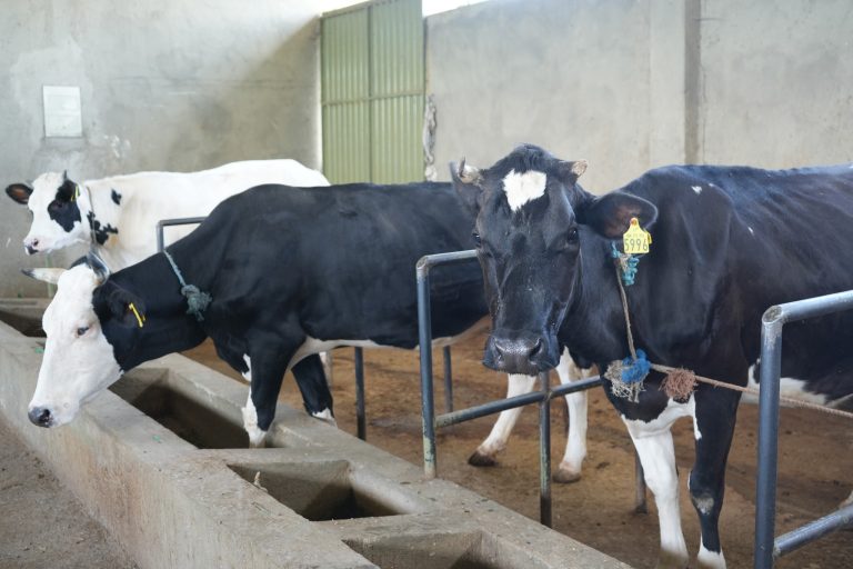 በአዲስ አበባ እየተከናወነ ያለው የኮሪደር ልማትና የአረንጓዴ አሻራ መርሐ ግብር ለውበት ብቻ ሳይሆን ለከተማ ግብርናም አዲስ ተስፋ ሆኗል