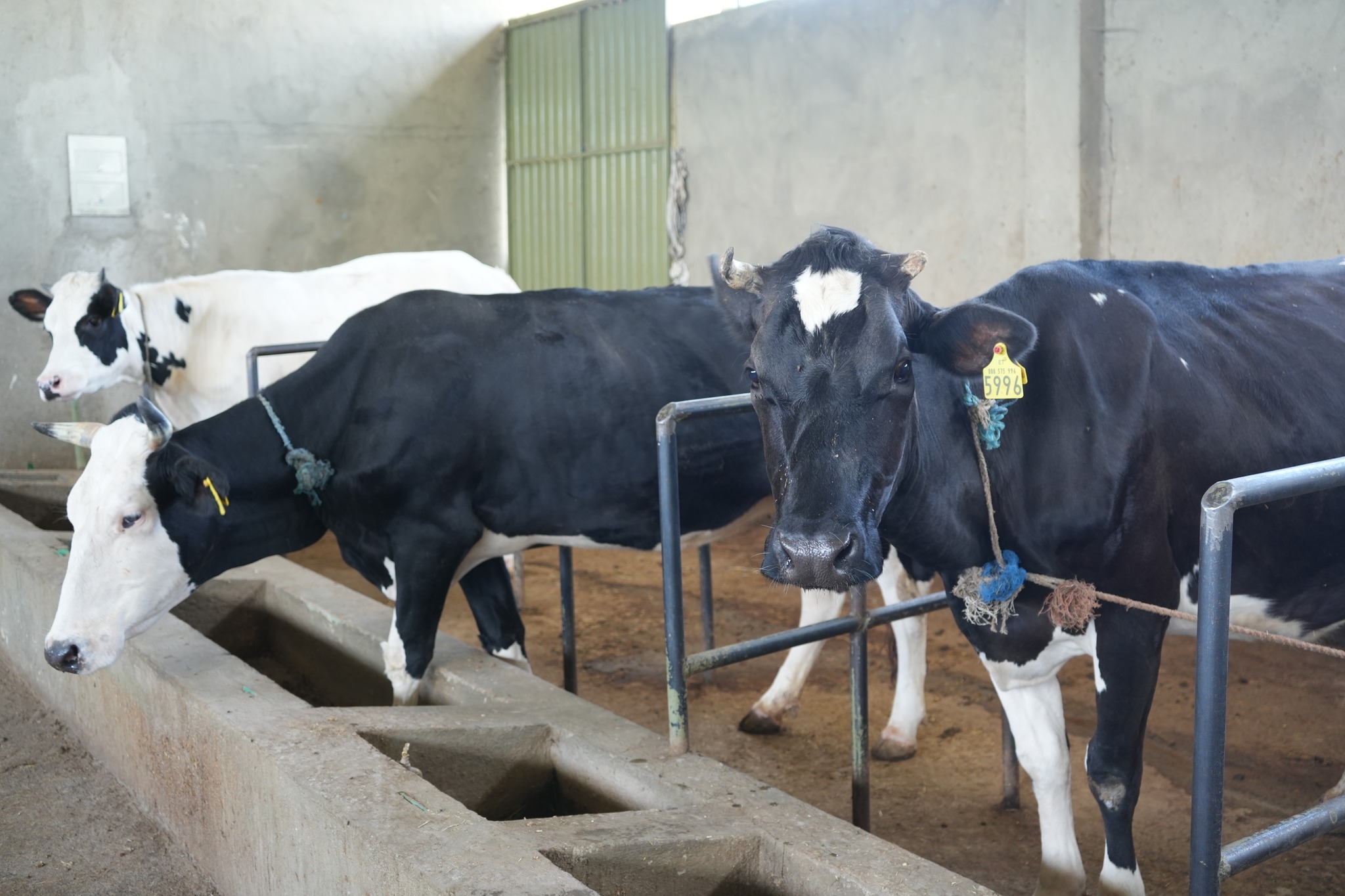 You are currently viewing በአዲስ አበባ እየተከናወነ ያለው የኮሪደር ልማትና የአረንጓዴ አሻራ መርሐ ግብር ለውበት ብቻ ሳይሆን ለከተማ ግብርናም አዲስ ተስፋ ሆኗል