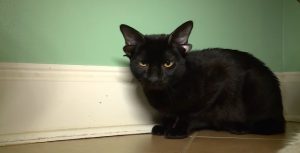 Read more about the article ዓለምን ያስደመመው ባለ አራት ጆሮ ድመት