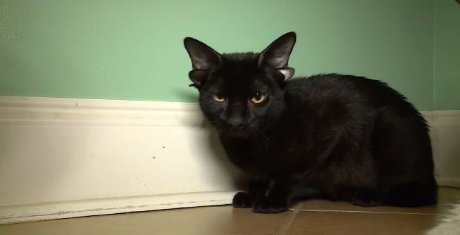 You are currently viewing ዓለምን ያስደመመው ባለ አራት ጆሮ ድመት