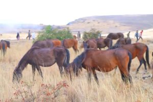 Read more about the article ቁንድዶ ተራራ – በአፍሪካ ብቸኛው የዱር ፈረሶች መገኛ