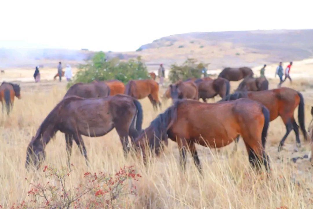 You are currently viewing ቁንድዶ ተራራ – በአፍሪካ ብቸኛው የዱር ፈረሶች መገኛ