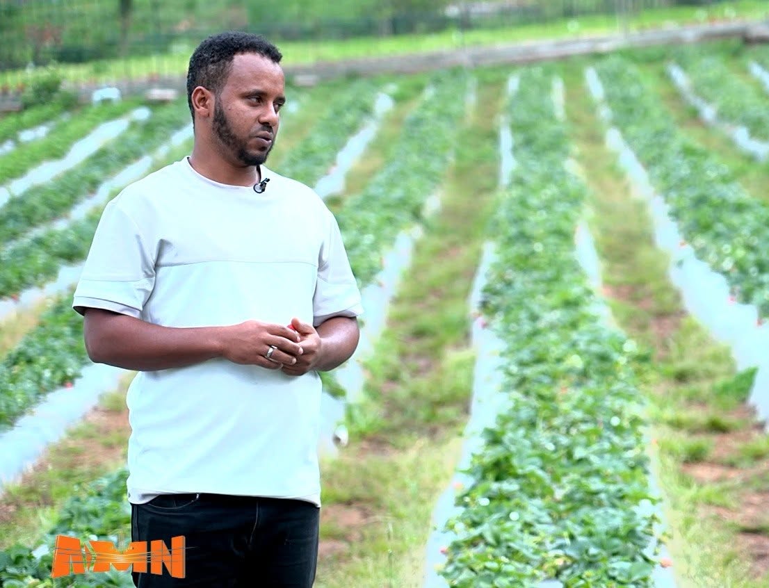 You are currently viewing ከመዲናዋ ሳንባነት እስከ ዘመናዊ የእንጆሪና የንብ ልማት፤ የእንጦጦ አዲስ ምዕራፍ
