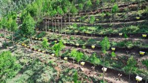 Read more about the article የአረንጓዴ ዐሻራ የማር ምርት ላይ ተጨባጭ ውጤት እያስመዘገበ ይገኛል- ጠቅላይ ሚኒስትር ዐቢይ አሕመድ (ዶ/ር)