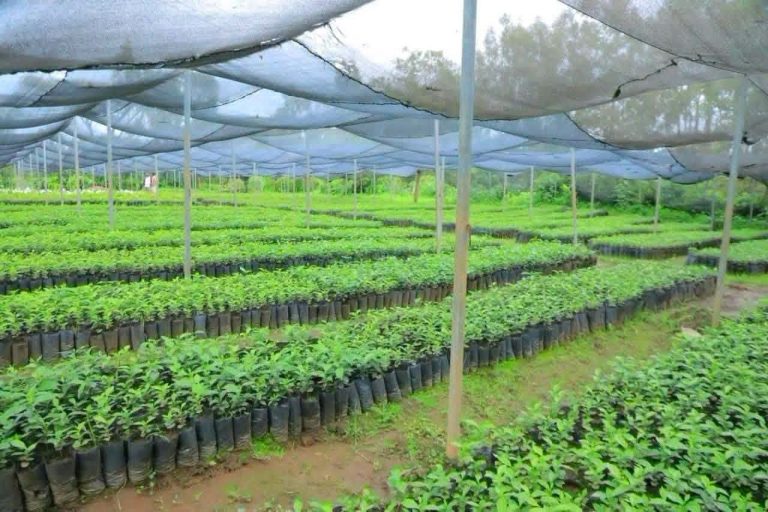 አዲስ አበባ ለ48 የፌዴራል ተቋማት የችግኝ ተከላ ቦታዎችን አዘጋጅታለች