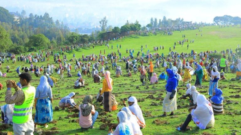 በጉለሌ ክፍለ ከተማ በአንድ ጀንበር 800 ሚሊዮን ችግኞችን የመትከል መርሐ ግብር በደማቅ ሁኔታ በመከናወን ላይ ይገኛል