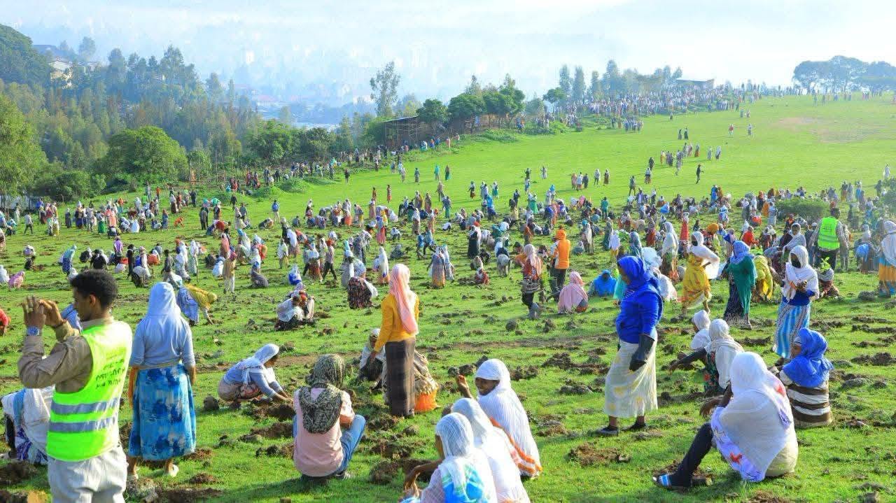 You are currently viewing በጉለሌ ክፍለ ከተማ በአንድ ጀንበር 800 ሚሊዮን ችግኞችን የመትከል መርሐ ግብር በደማቅ ሁኔታ በመከናወን ላይ ይገኛል