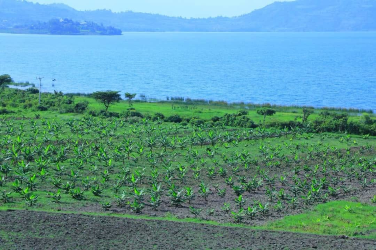 የሃይቅ ዙሪያ አርሷደሮች መሬት እና እርሻቸውን ከጫት ወደ አትክልት እና ፍራፍሬ ክላስተር አሸጋግረውታል- ምክትል ጠቅላይ ሚኒስትር ተመስገን ጥሩነህ