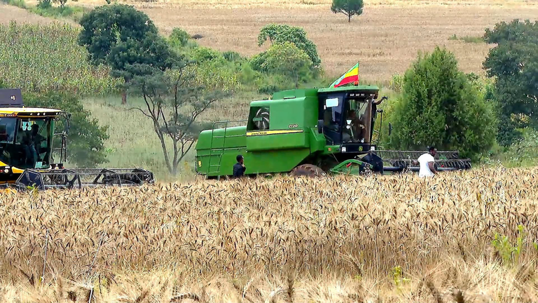 በምርምር የተገኙ አዳዲስ የሰብል ዝርያዎች ምርትና ምርታማነትን እያሳደጉ ነው